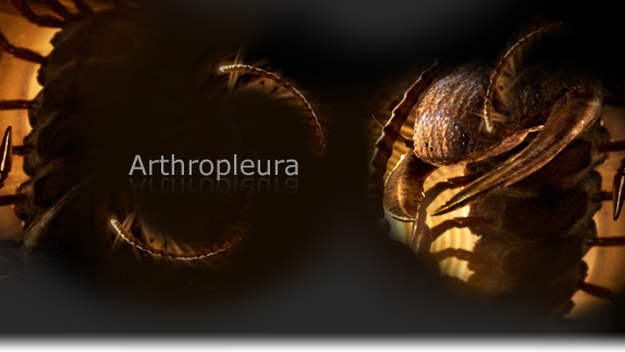 arthropleura
