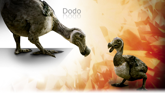 dodo